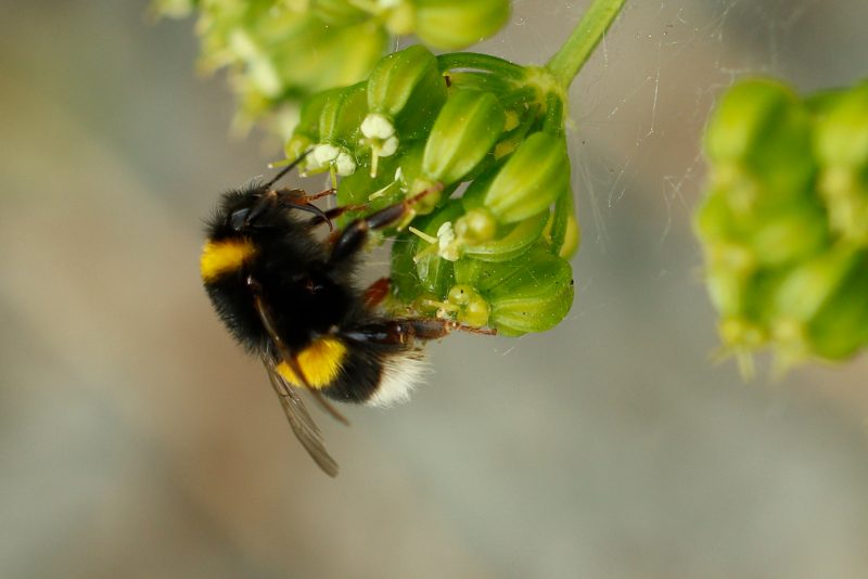 white tailed bumblebee