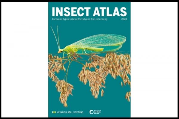 Insect Collapse - My Wild Ireland